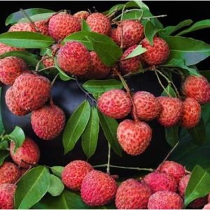 Vải thiều Thanh Hà Xuất Khẩu